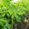 Ginseng Stem-Leaf Extract - Image 2
