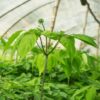 Ginseng Stem-Leaf Extract - Image 3